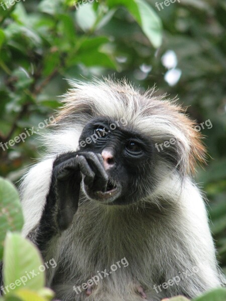 Monkey Zanzibar Africa Free Photos