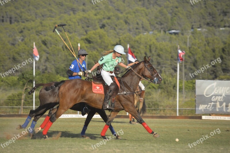 Horse Horses Polo Polo Sport Gallop