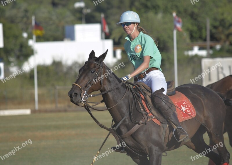 Horse Horses Polo Polo Sport Gallop