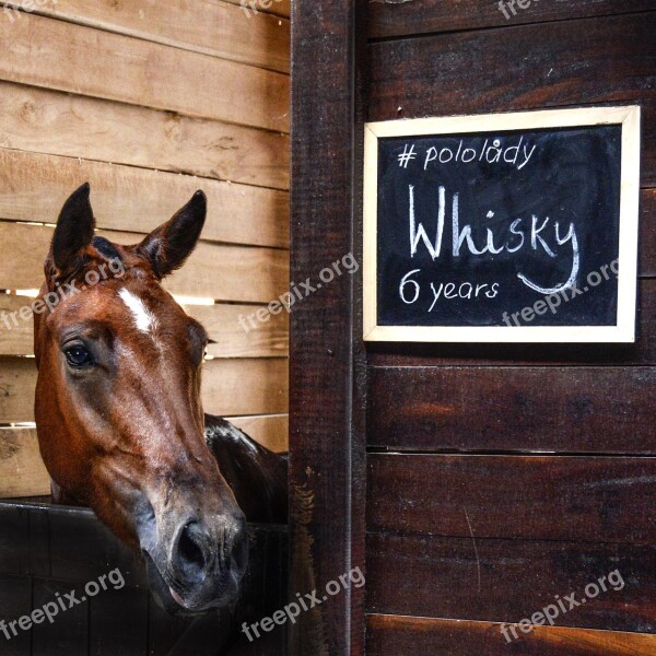 Horse Stable Farm Animal Equestrian