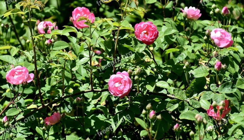 Rose Wild Rose Pink Blossom Bloom