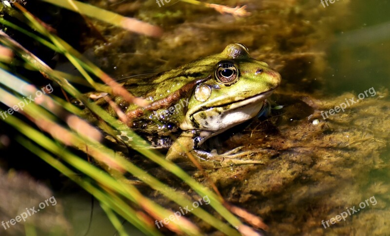 Frog Pond Animal Water Frog Frog Pond