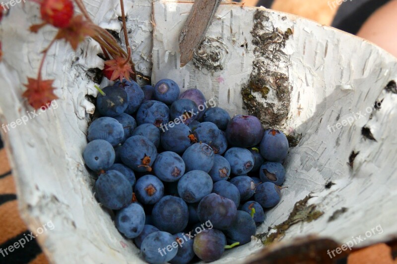 Dove Berry Summer Forest Berries Closeup