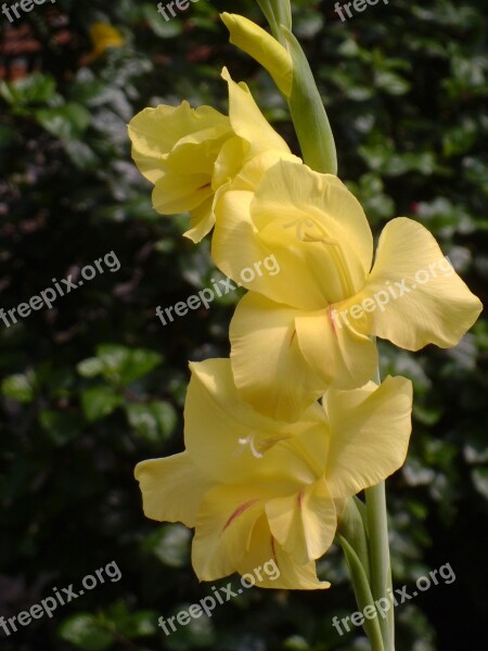 Gladiolus Flower Garden Free Photos