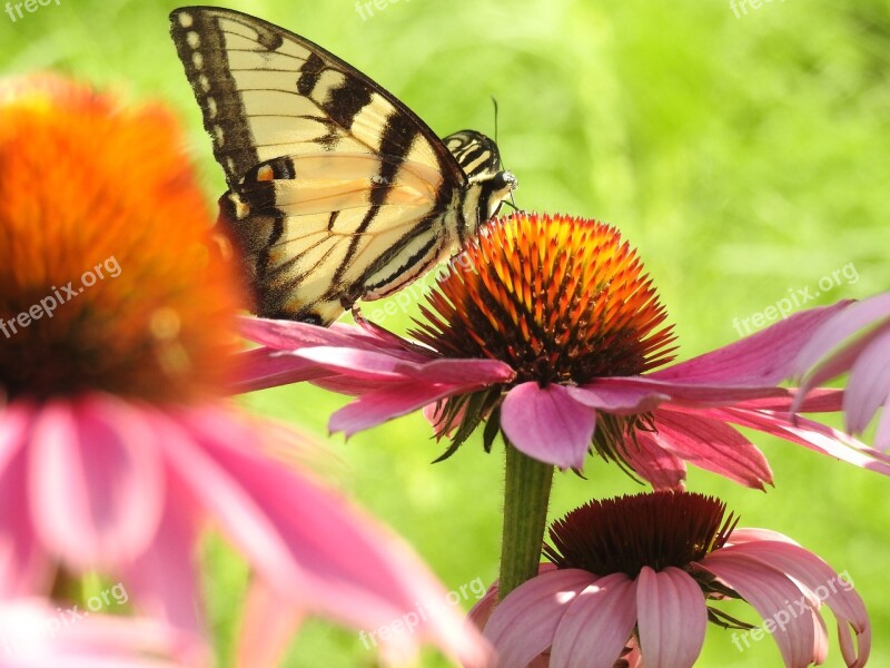 Swallowtail Cone Flower Pink Free Photos