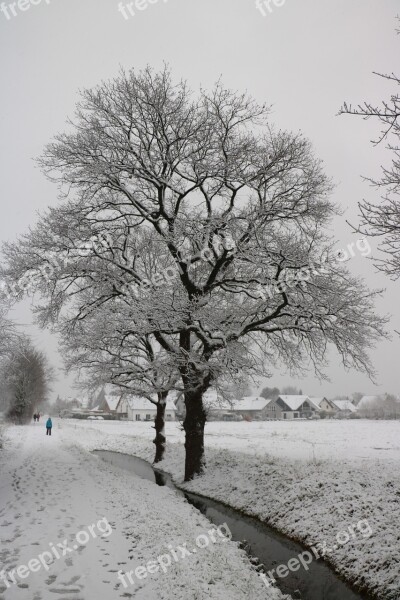 Tree Snow Winter Wintry Oak