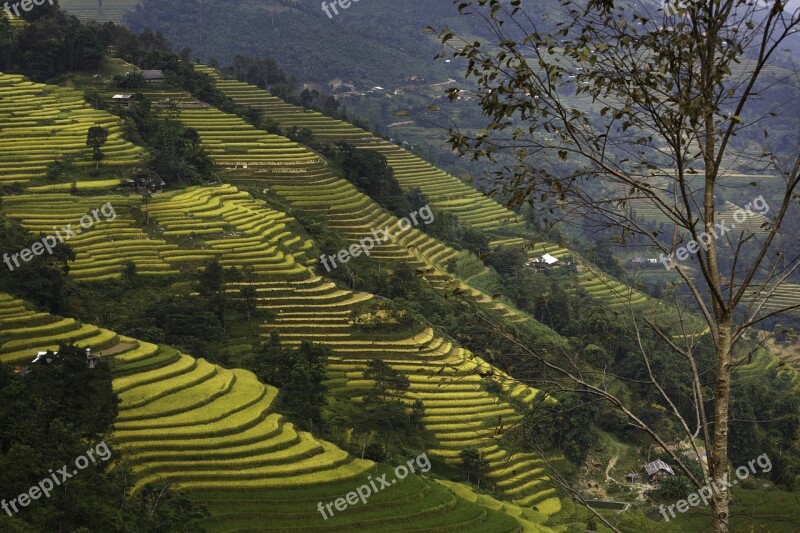 Blind Stretch Comb Lao Cai Yen Bai Vietnam Soil