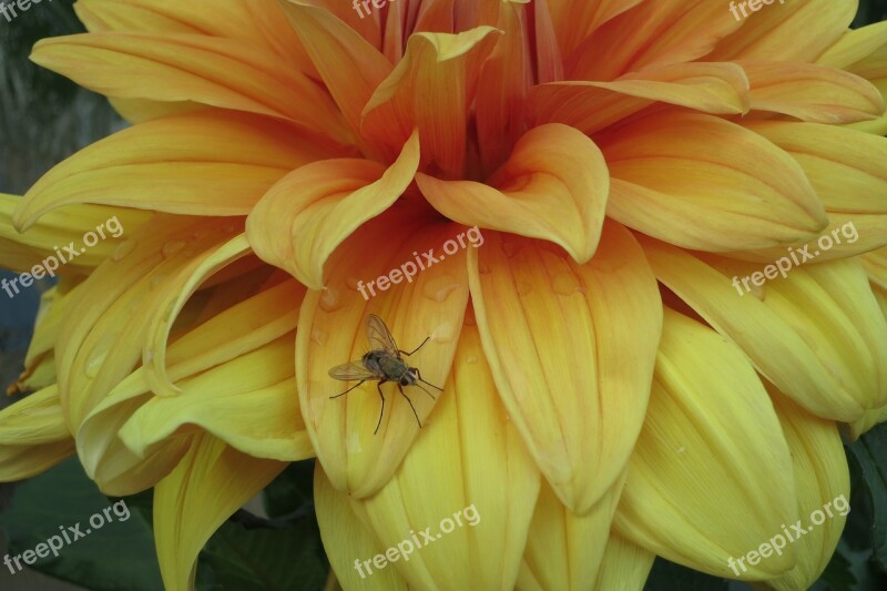 Yellow Dahlia Mosquito Macro Free Photos