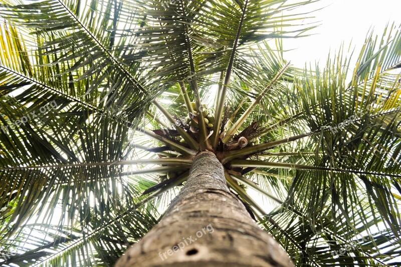 The Tree Coconut The Natural Scenery Free Photos