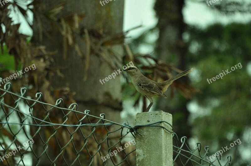 Bird Brazilian Fauna Animals Free Photos