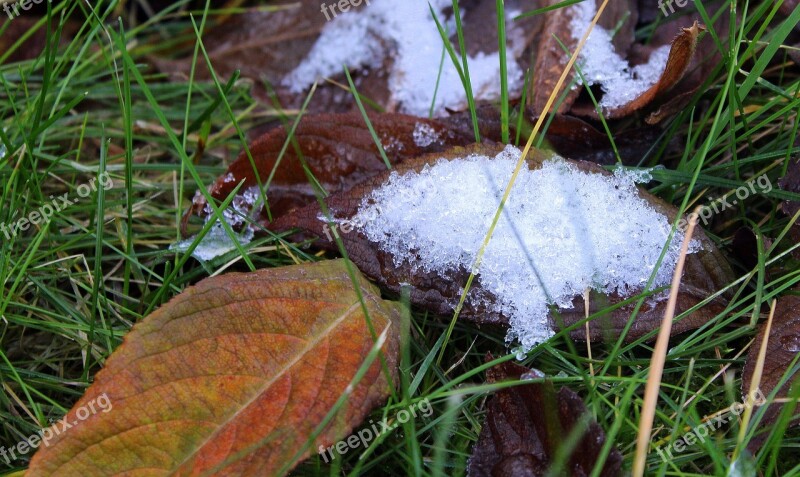 Winter Snow First Snow Foliage Grass