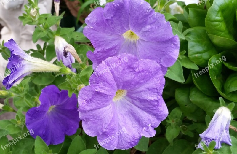 Petunias Purple Flowers Garden Free Photos