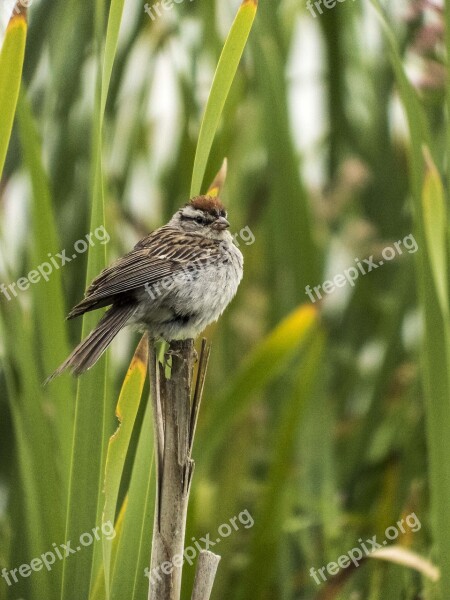 Bird Cattail Brown Free Photos