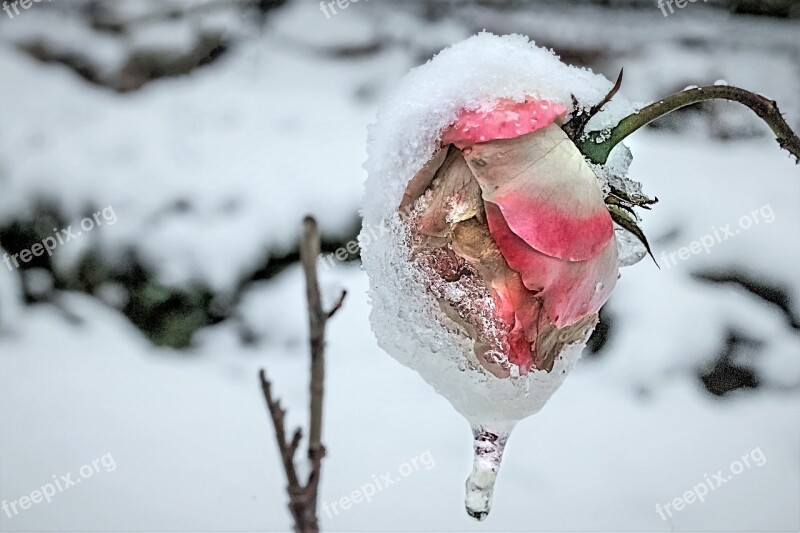 Rose Anemone Blanda Winter Rose Cold Snow