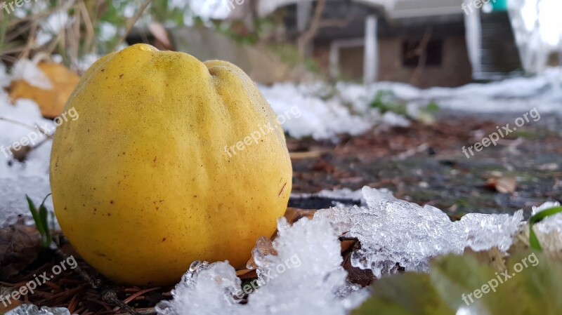 Quince Winter Apple Quince Fruit Apple