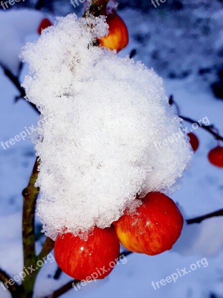 Embellishment Snow Snow Crystals Branch Winter