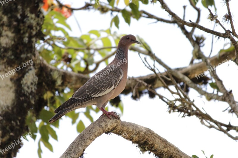 White Dove Paige Bird Brazilian Fauna Birds