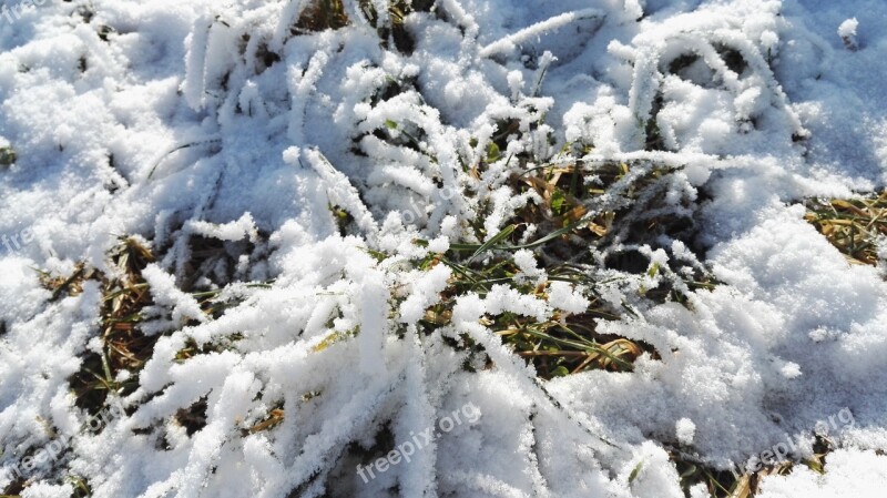 Snow The First Snow Winter Grassland Recovery