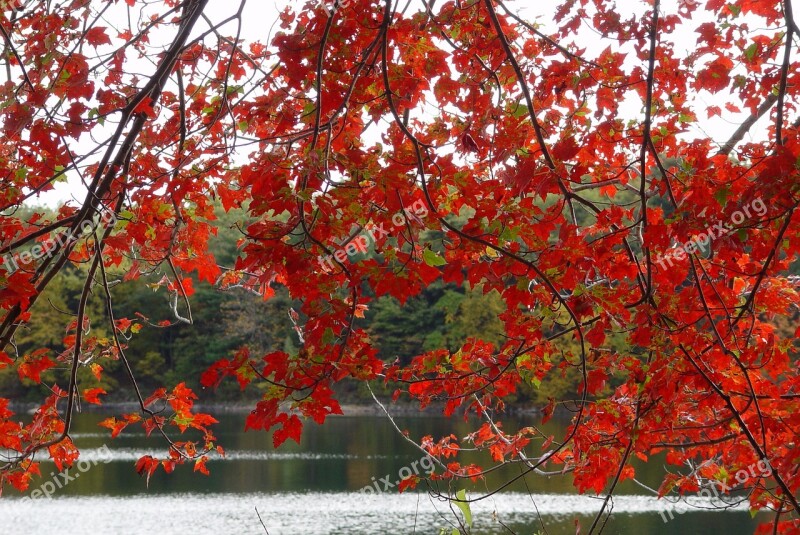 Fall New England Autumn Red Trees