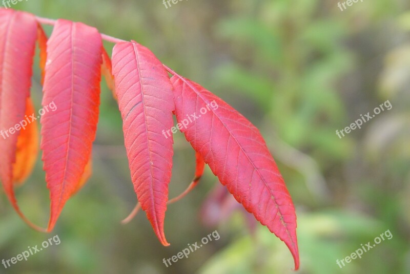 Fall New England Autumn Foliage Leaves