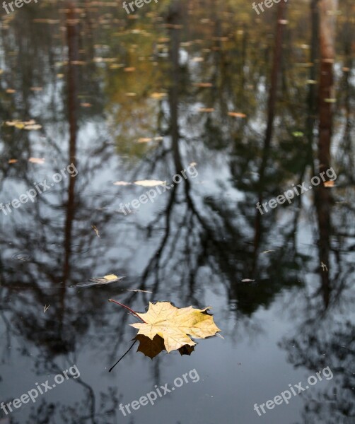 Autumn Late Autumn Fall Colors Nature Bare Trees