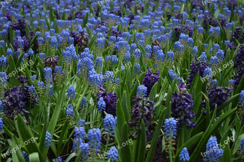 Blue Flowers Flower Field Blue Purple Free Photos