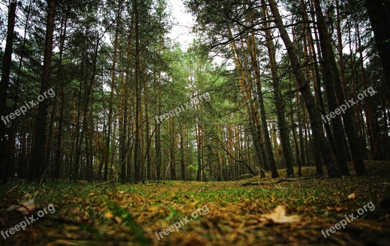 Forest Spacer Nature Foliage Tree