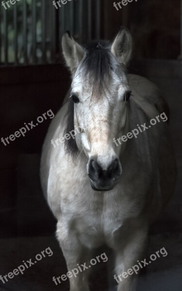 White Horse Barn Animal Mammal