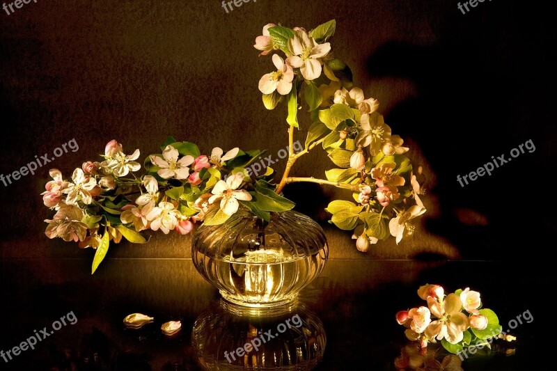 Apple Blossoms White Bloom Still Life Flowers