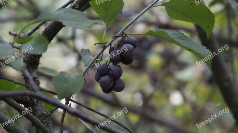 Grape Quincy Black Grape Cluster Grape Fruit