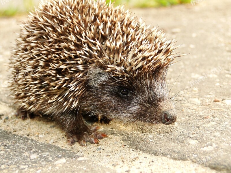 Animal Forest Animal Hedgehog Forest Spikes