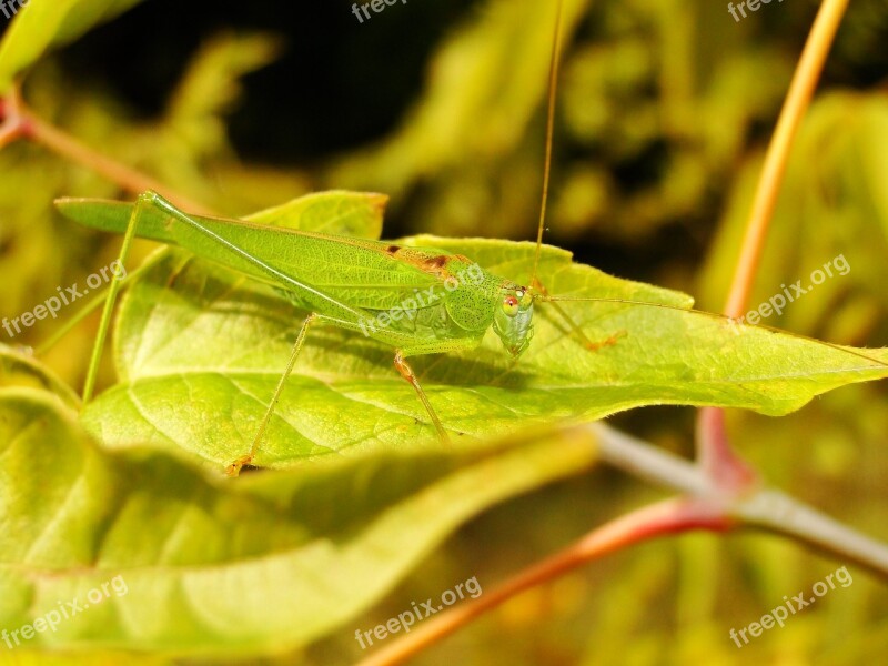 Animal Insect Grasshopper Długoskrzydlak Sierposz Leaf