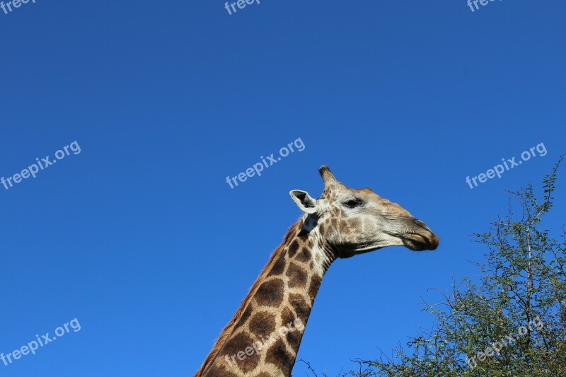 Safari Giraffe Neck South Africa Free Photos