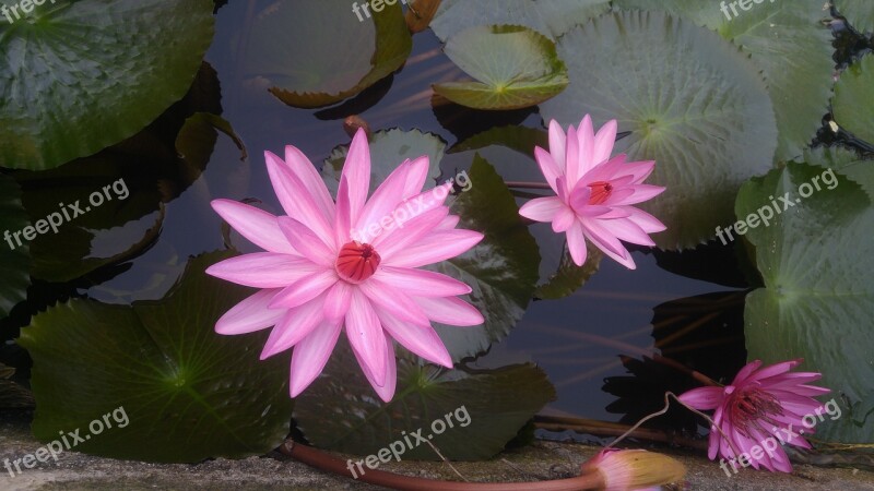 Pink Guns Flower In Village