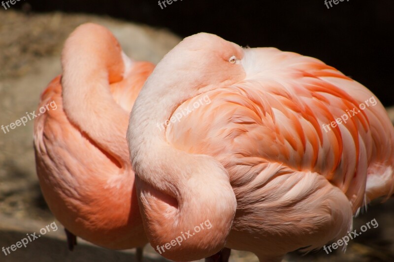 Flamingo Pink Bird Tropical Wildlife