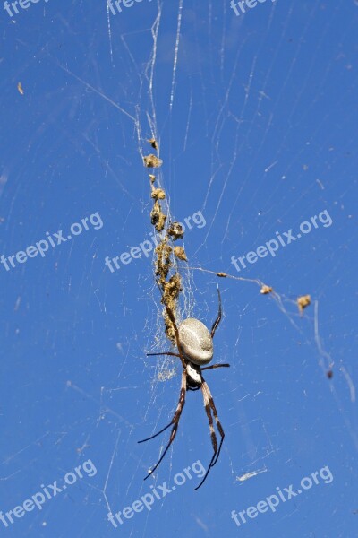 Golden Orb Spider Spider Australia Golden Orb