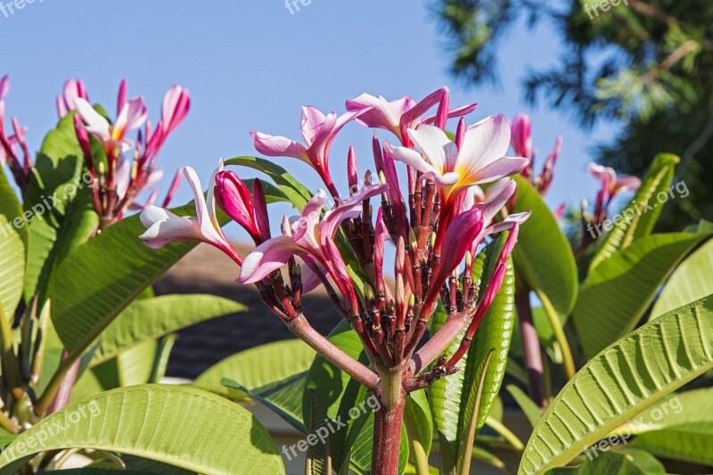 Frangipani Flower Bloom Tropical Nature