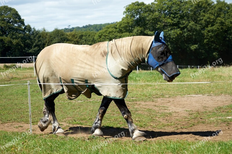 Horse Equine Breeding Horses Breeding Horseback Riding