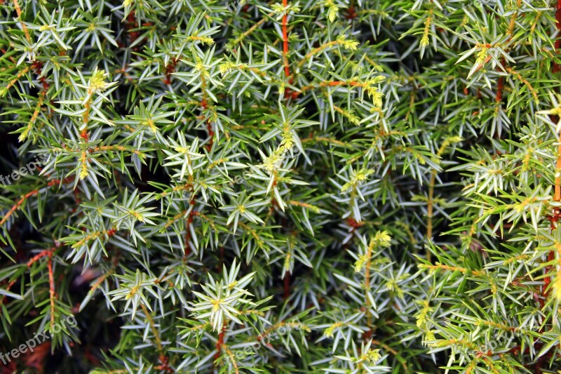 Juniper Bush Pine Ornamental Shrub Sprigs Of Juniper