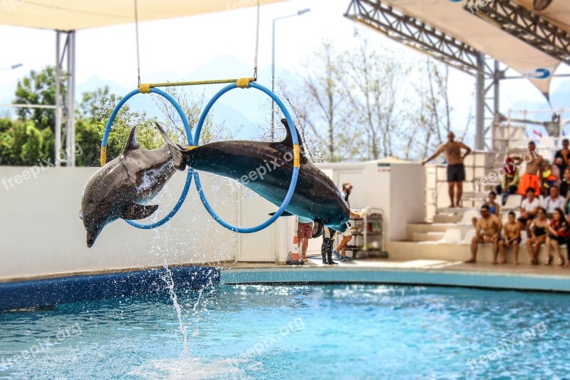 Dolphin Dolphins Show Jump Swimming Pool