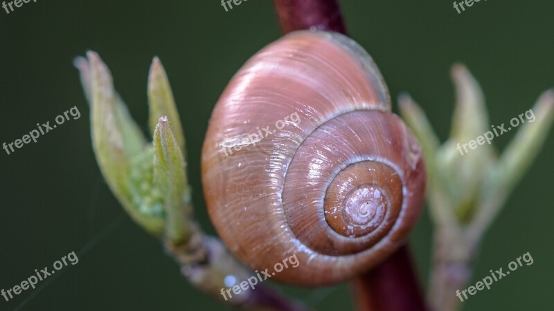 Shell Flower Nature Close Up Empty Snail Shell