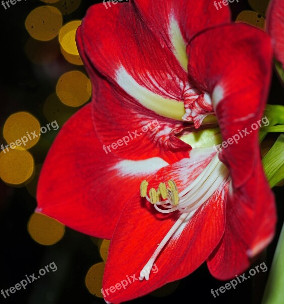 Amaryllis Christmas Christmas Flower Winter Flower Blossom