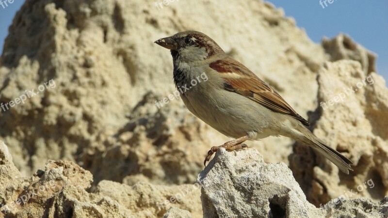 Sparrow Bird Wildlife Nature Animal