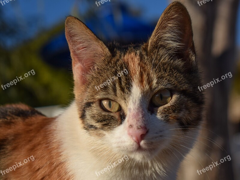 Cat Stray Animal Cute Face