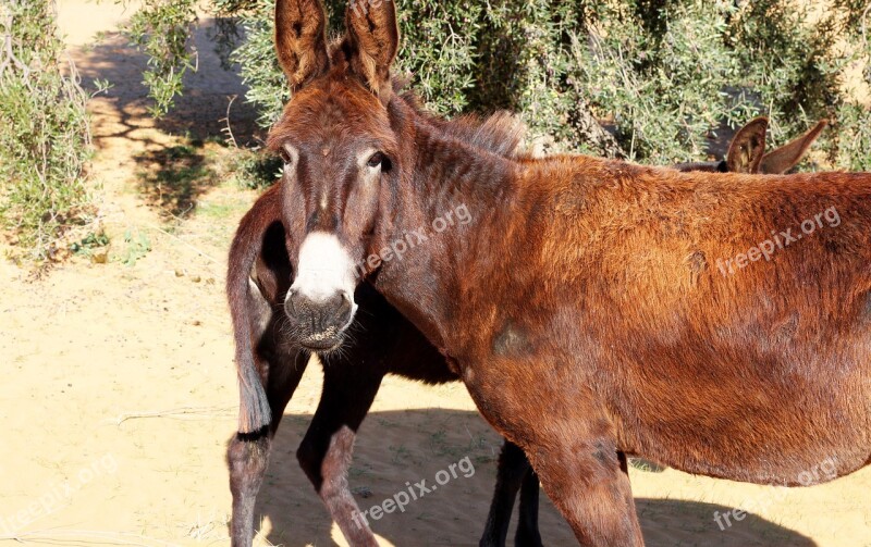 Donkeys Animals Head Free Photos