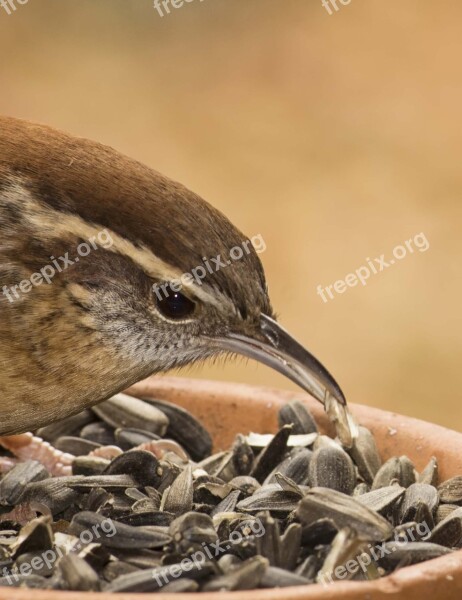 Carolina Wren Bird Wildlife Nature Avian