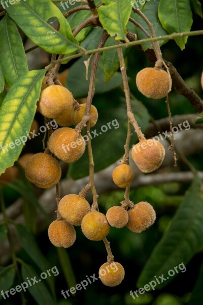 Hairy Rosewood Dysoxylum Rufum Tree Fruits Seeds