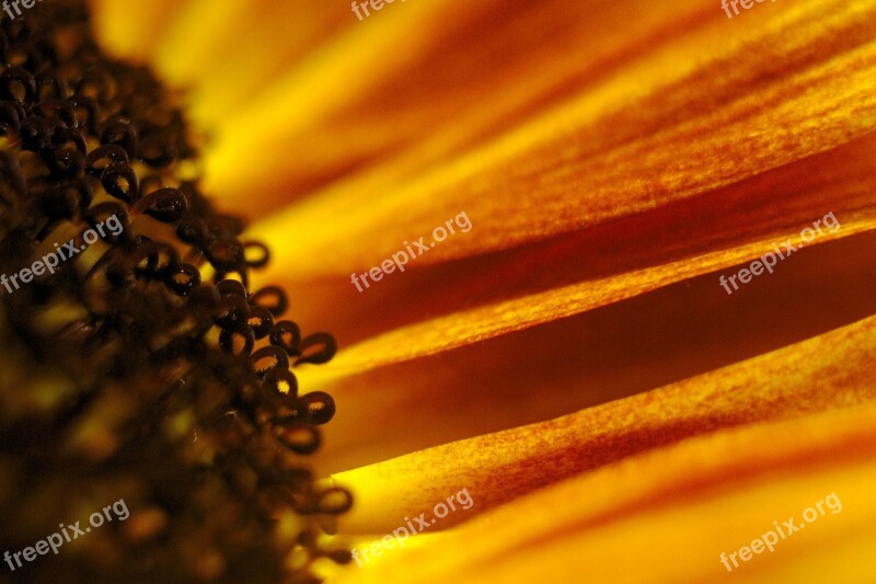 Sunflower Macro Sunflowers Yellow Flower