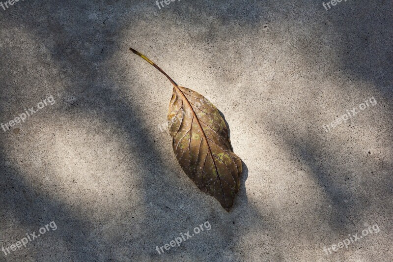 Leaf Nature Red Leaves Green Leaves Plants