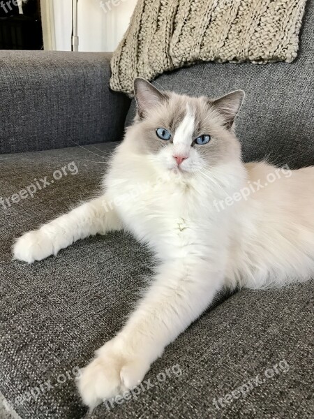 Cat Ragdoll Animal Kitten Blue